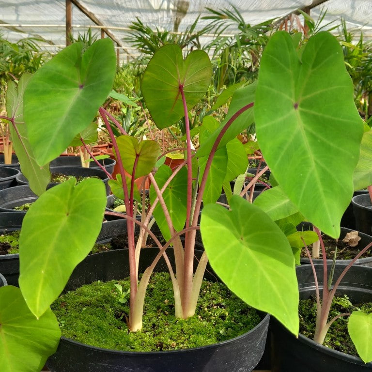 Colocasia Pink China