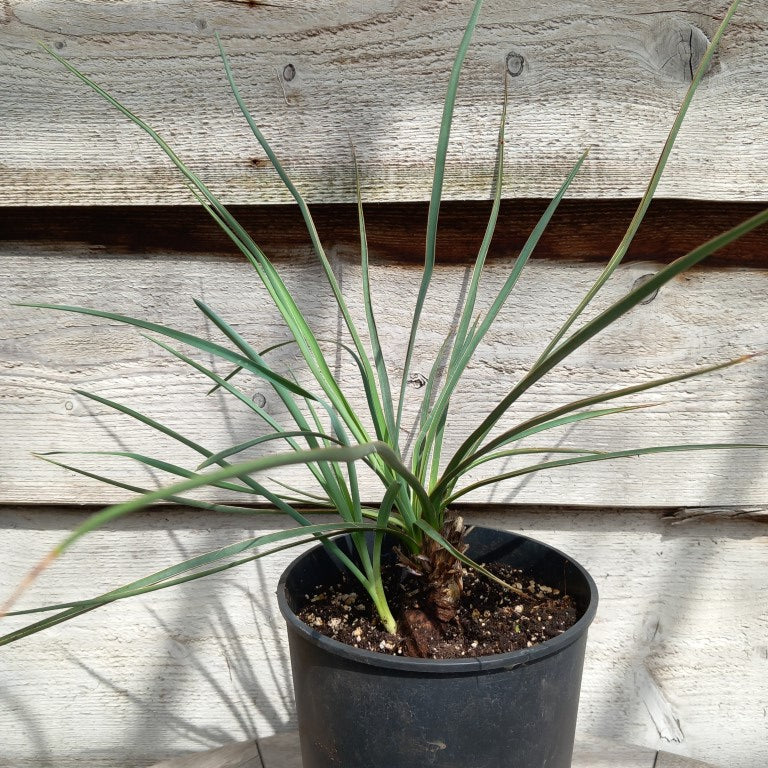 Yucca hybrid: neomexicana x recurvifolia