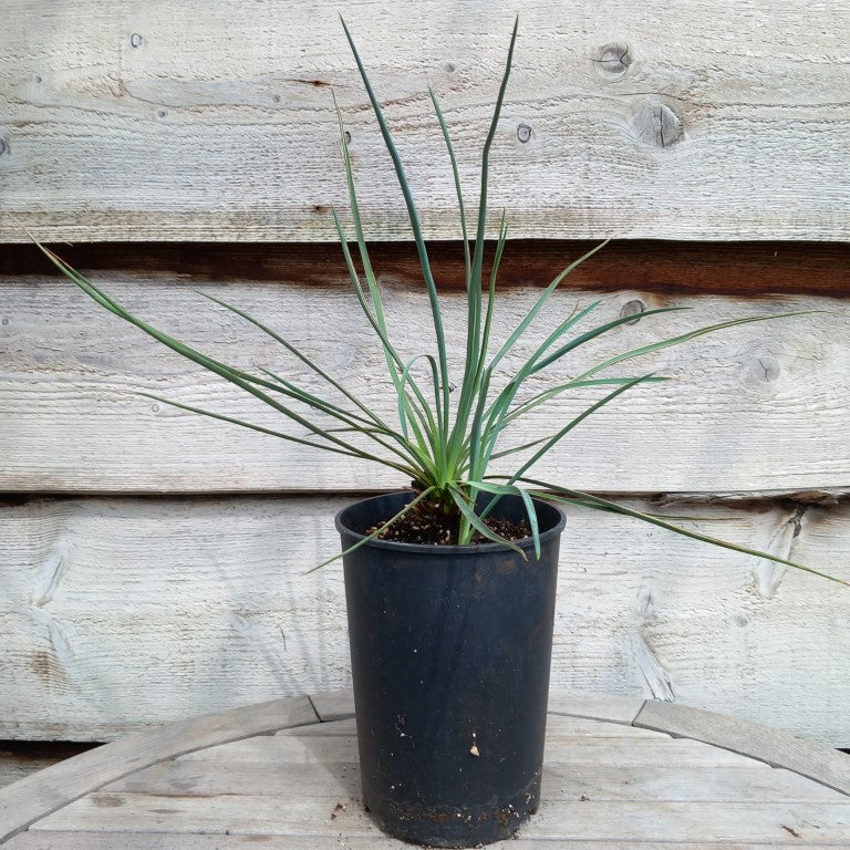 Yucca hybrid: neomexicana x recurvifolia