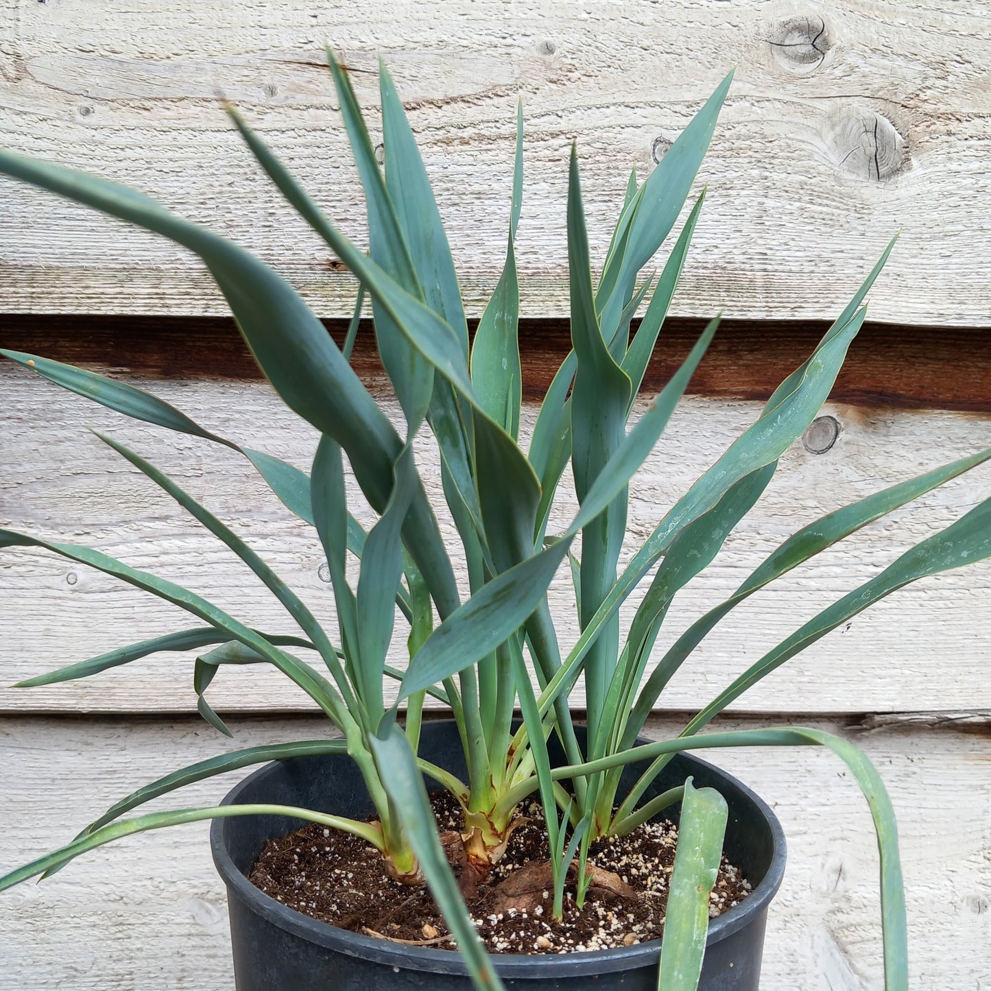 Yucca hybrid: pallida x elata