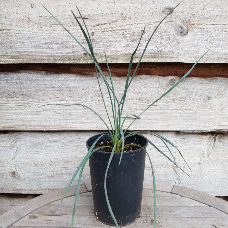 Yucca hybrid: (flaccida x glauca) x glauca, plant/total 42/57 cm (No ...