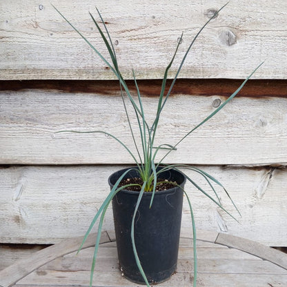 Yucca hybrid: (flaccida bright edge x glauca) x glauca grandis