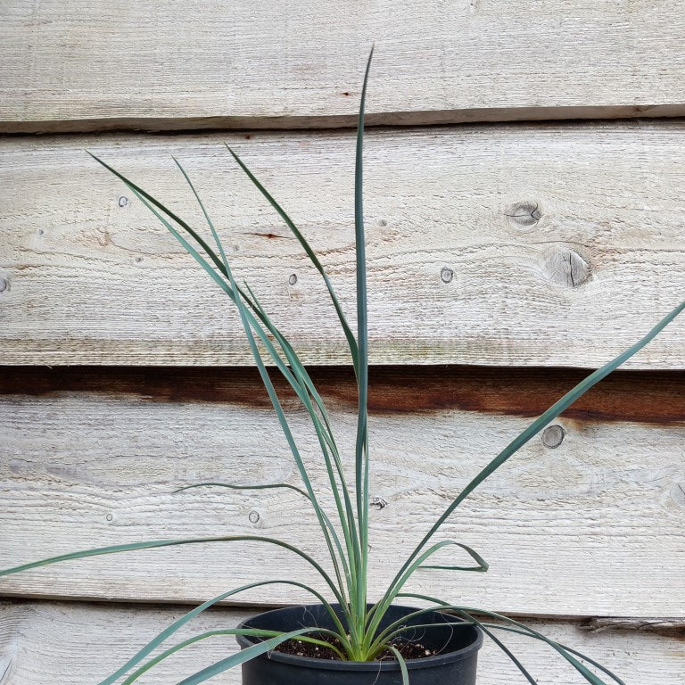 Yucca hybrid: (flaccida x glauca) x glauca, plant/total 42/57 cm (No ...