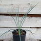 Yucca hybrid: (flaccida bright edge x glauca) x glauca grandis