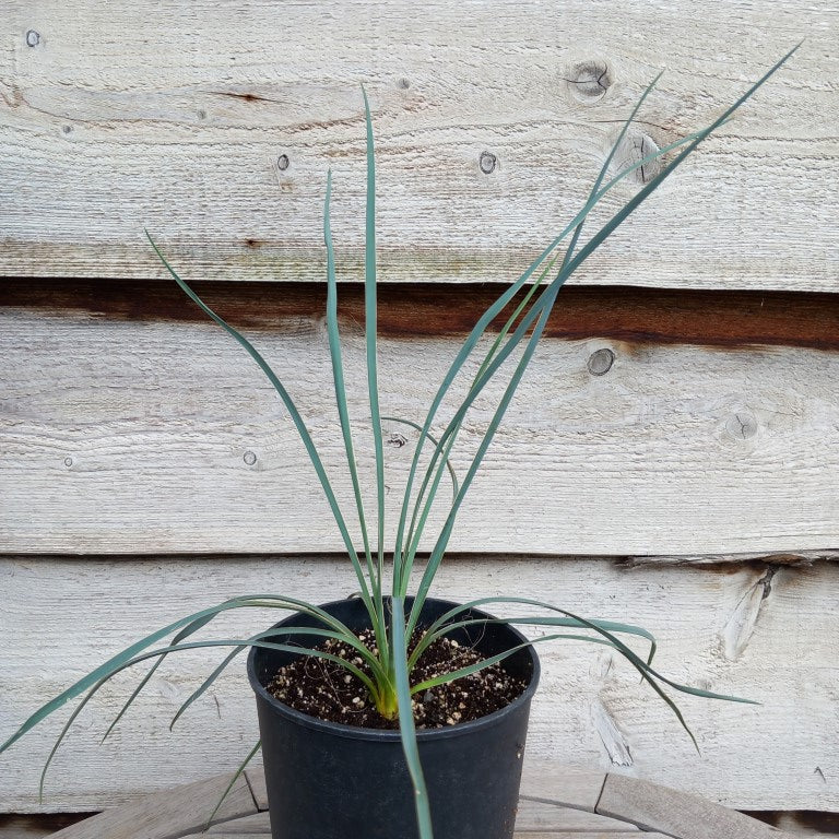 Yucca hybrid: (flaccida bright edge x glauca) x glauca grandis