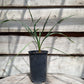 Yucca hybrid: (filamentosa x flaccida) x piedras negras