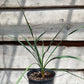 Yucca hybrid: (filamentosa x flaccida) x piedras negras