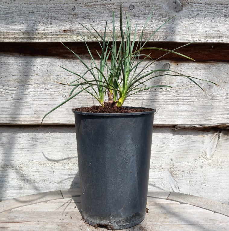 Yucca hybrid: (glauca x flaccida) x glauca grandis