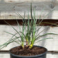 Yucca hybrid: (glauca x flaccida) x glauca grandis