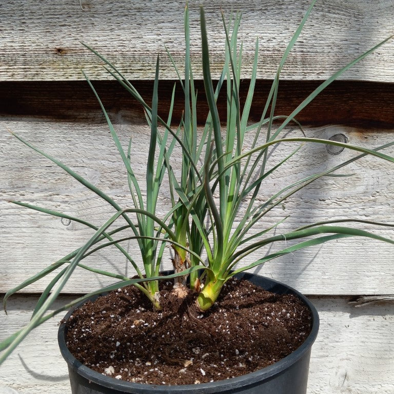 Yucca hybrid: (glauca x flaccida) x glauca grandis