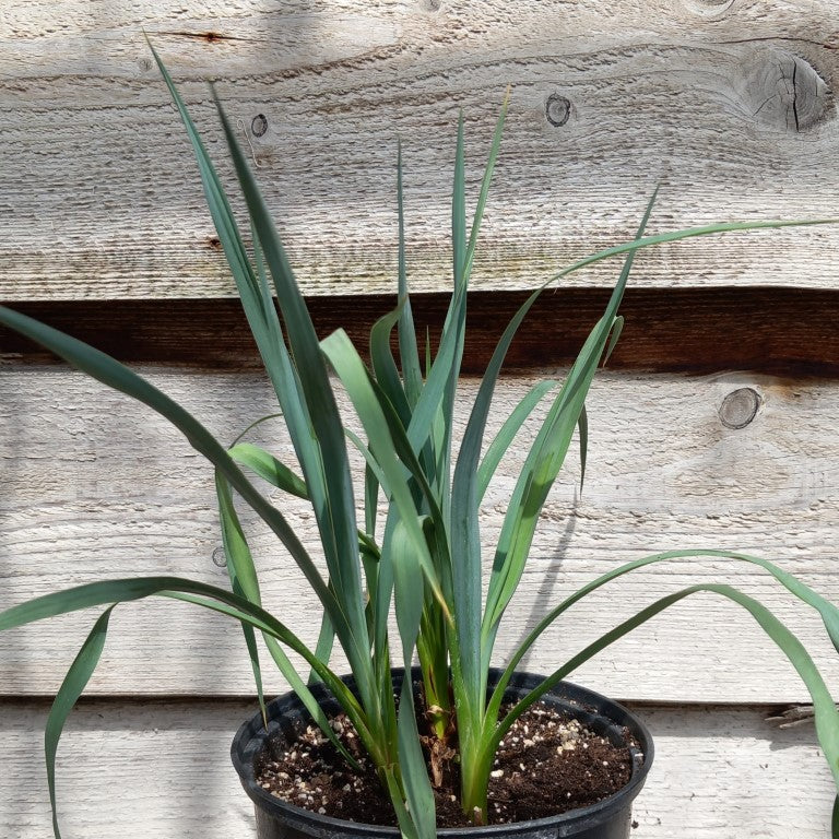 Yucca hybrid: (pallida x fil/flac) x pallida