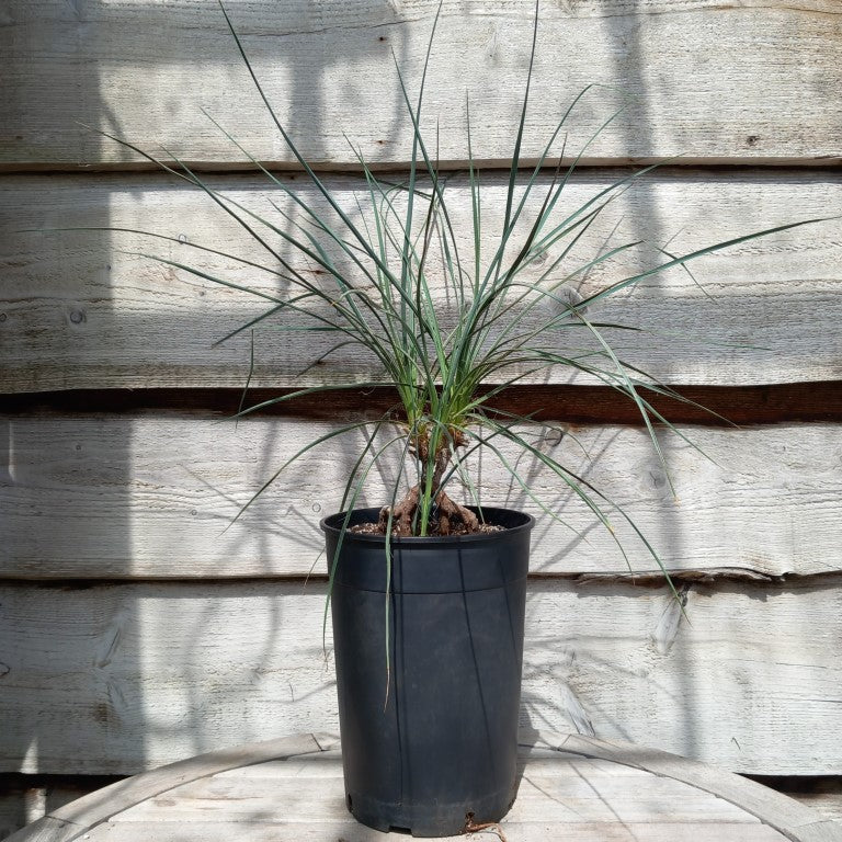 Yucca hybrid: (glauca x flaccida) x glauca