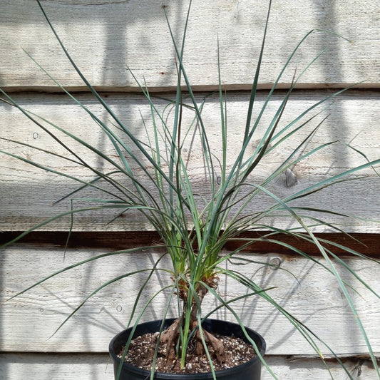 Yucca hybrid: (glauca x flaccida) x glauca