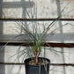 Yucca hybrid: (glauca x flaccida) x glauca