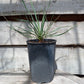 Yucca hybrid: (glauca x recurvifolia) x thompsoniana green