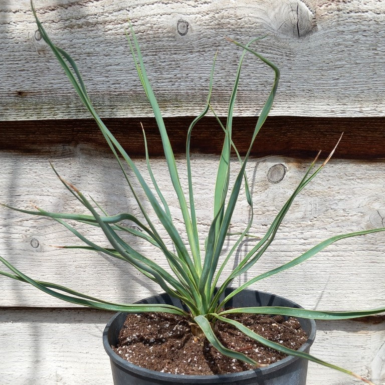 Yucca hybrid: (glauca x recurvifolia) x thompsoniana green