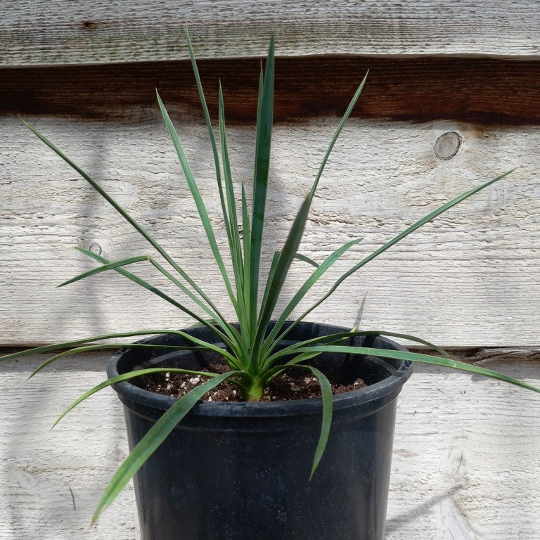 Yucca linearifolia