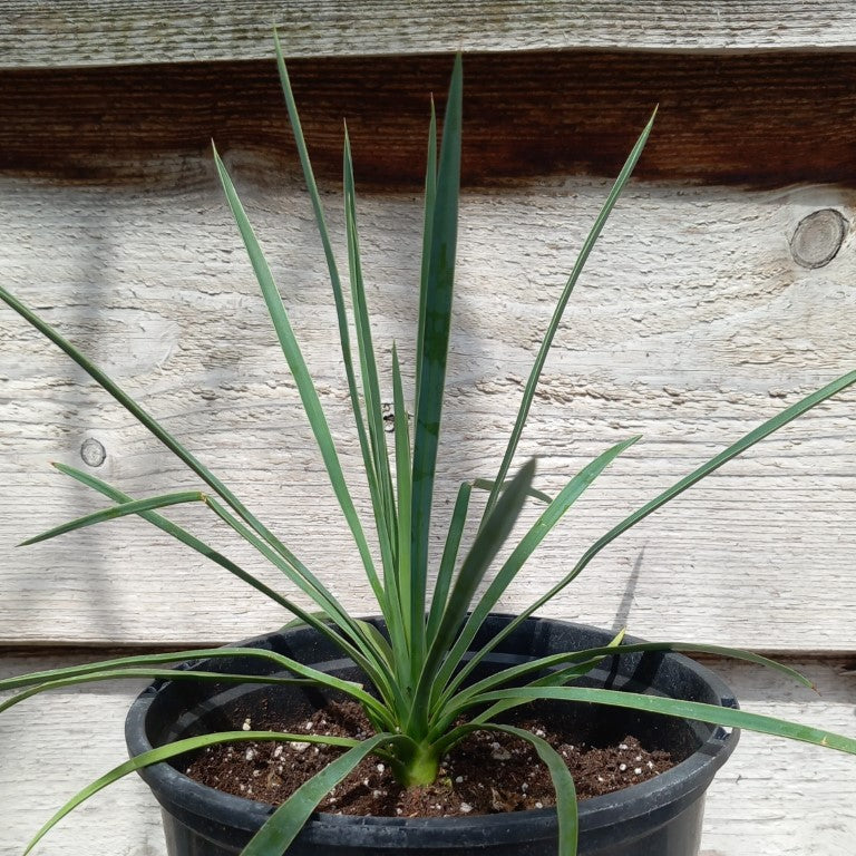 Yucca linearifolia