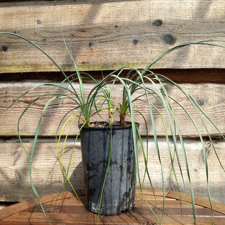 Yucca hybrid: (flaccida. x glauca) x (flaccida x glauca)