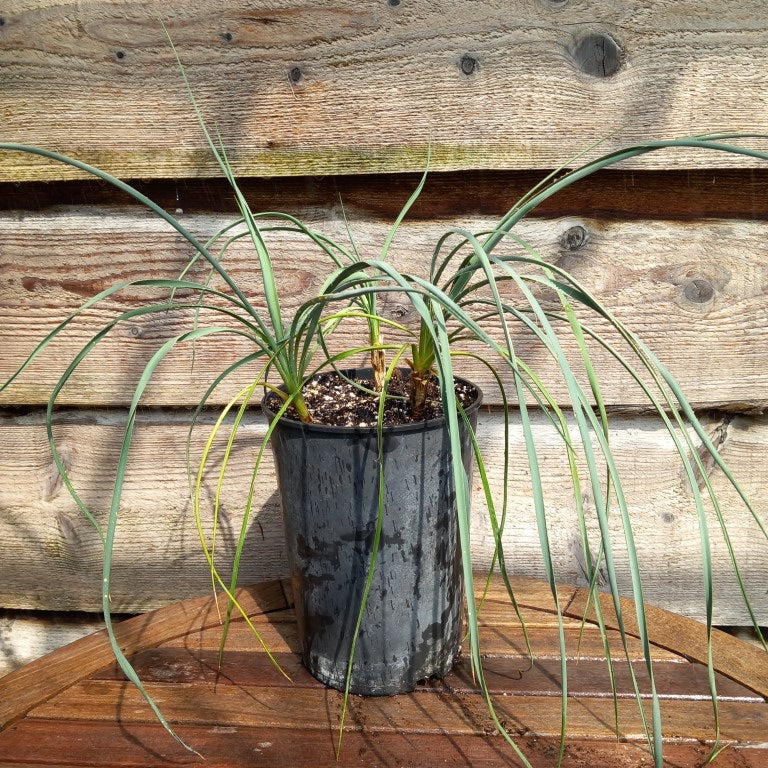 Yucca hybrid: (flaccida. x glauca) x (flaccida x glauca)