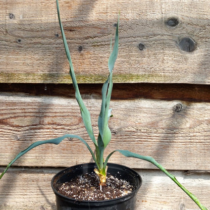 Yucca hybrid: (pallida x filamentosa/flaccida) x pallida