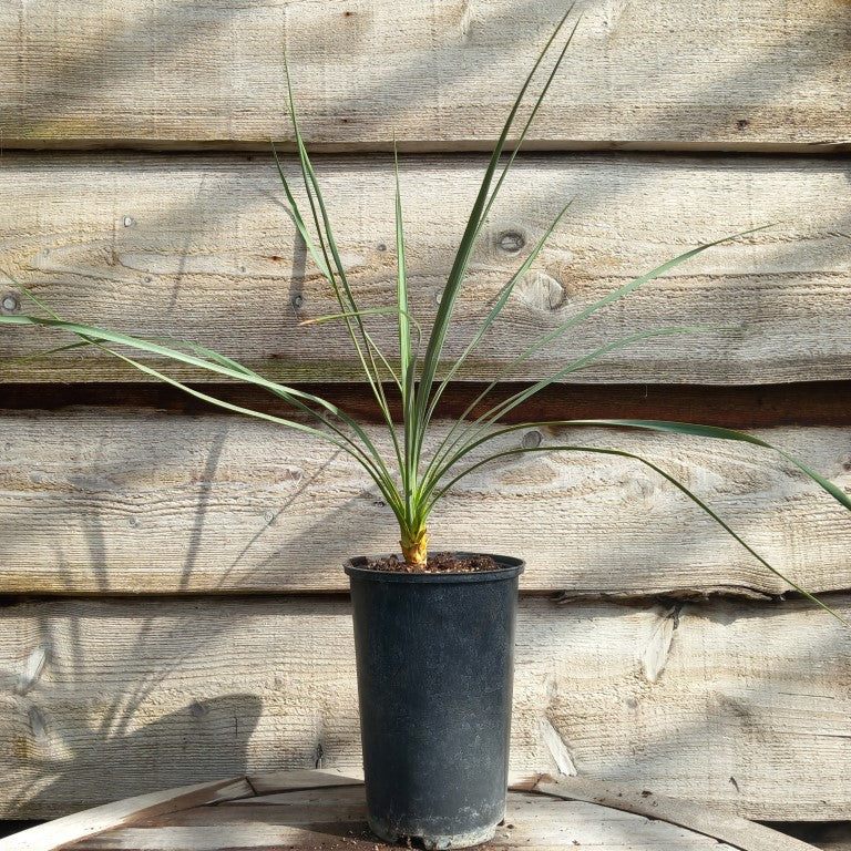 Yucca reverchonii x (filamentosa. x glauca)