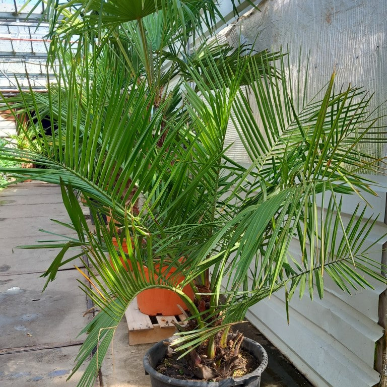 Jubaea chilensis