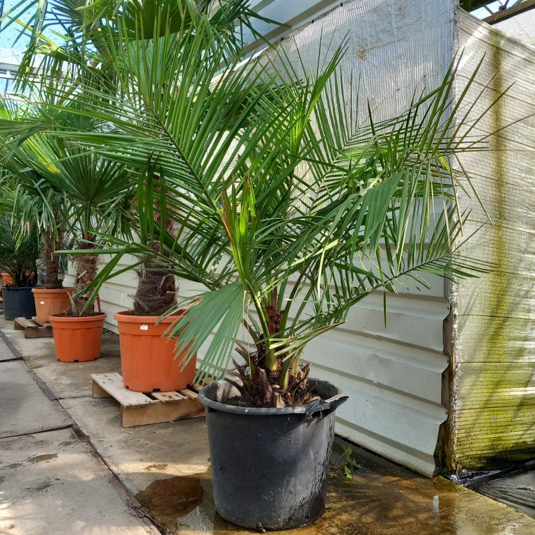 Jubaea chilensis