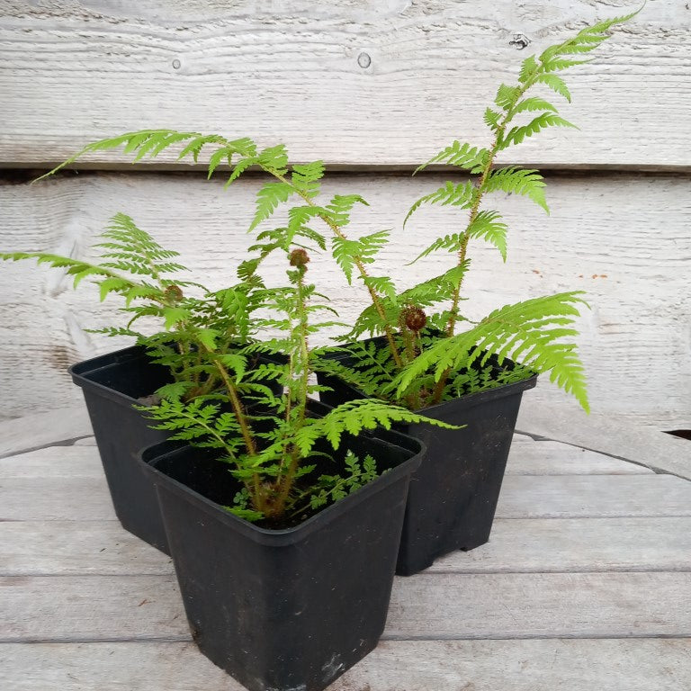 Cyathea brownii