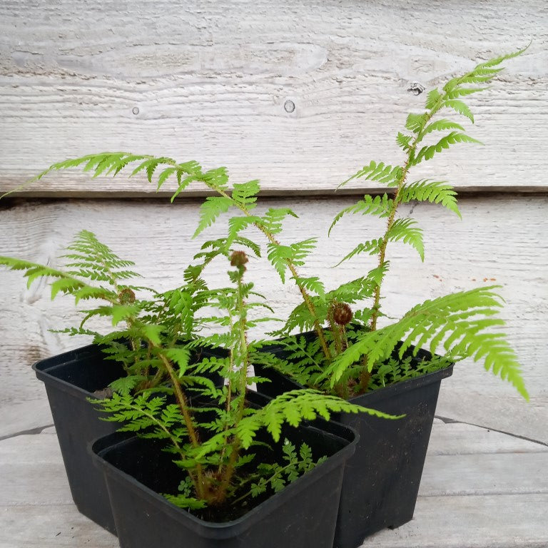 Cyathea brownii