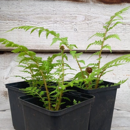 Cyathea brownii