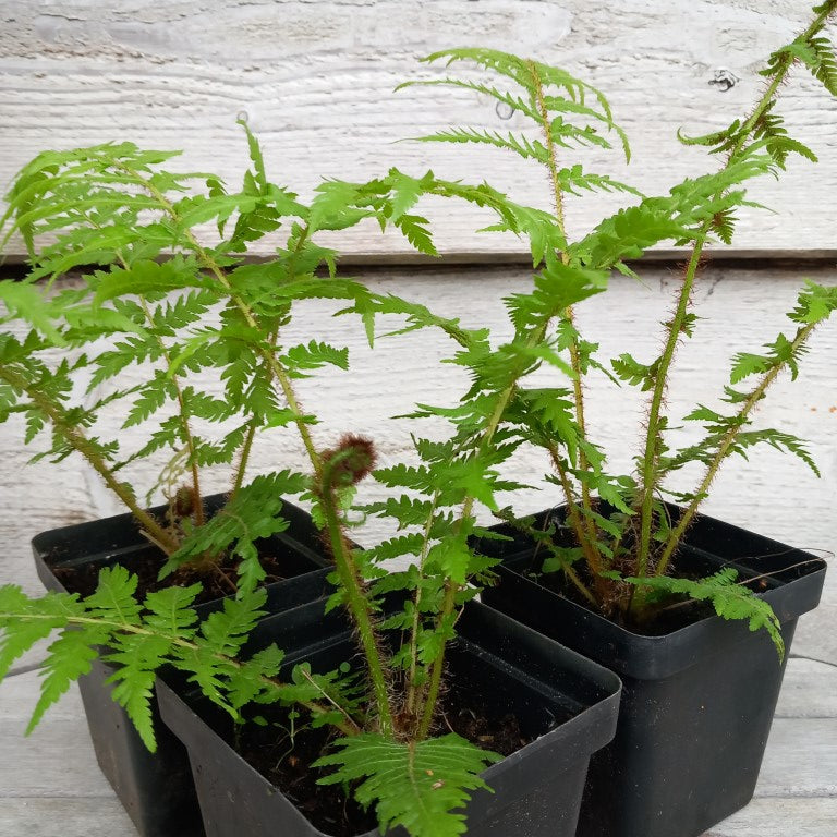 Cyathea cooperi