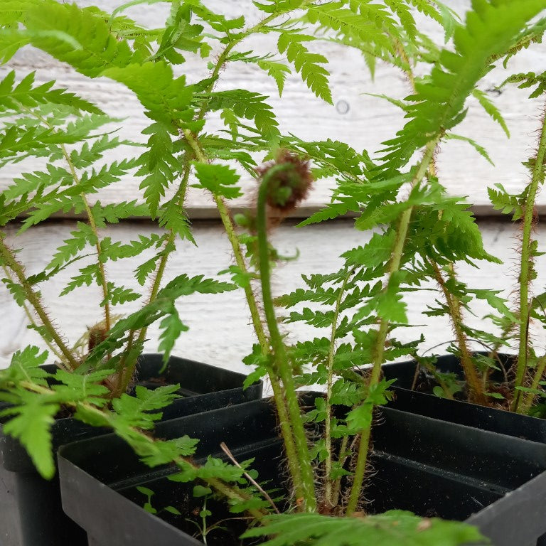 Cyathea cooperi