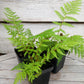 Cyathea Orange giant