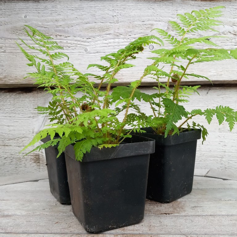 Cyathea new caledonian red