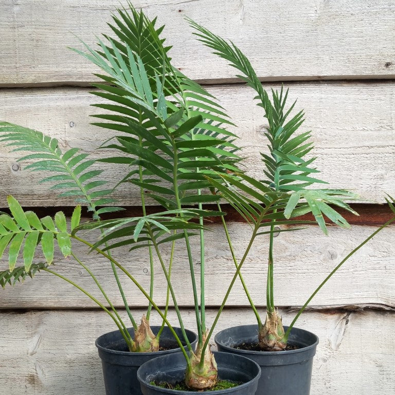 Dioon spinulosum