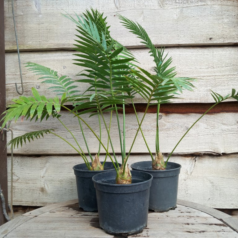 Dioon spinulosum