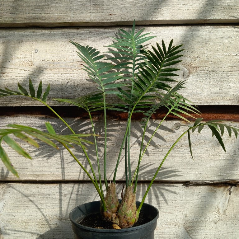 Dioon spinulosum double