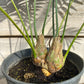 Dioon spinulosum double