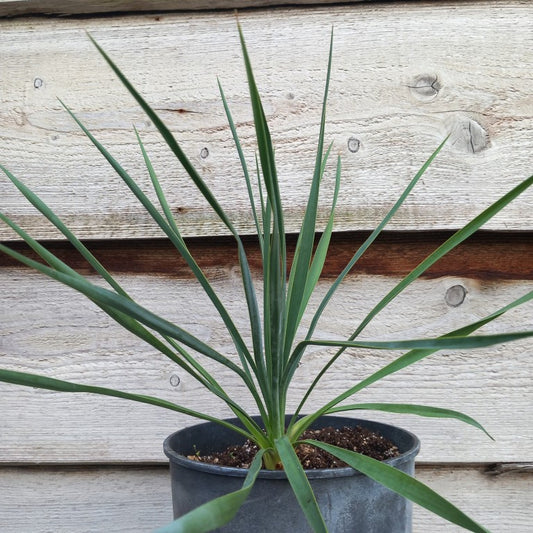 Yucca hybrid: (elegantissima x thompsoniana)