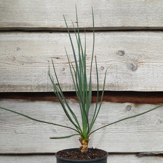 Yucca hybrid: (neomexicana x recurvifolia)