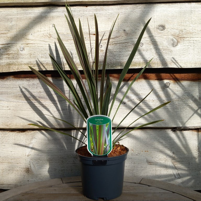 Cordyline australis 'Choc mint'