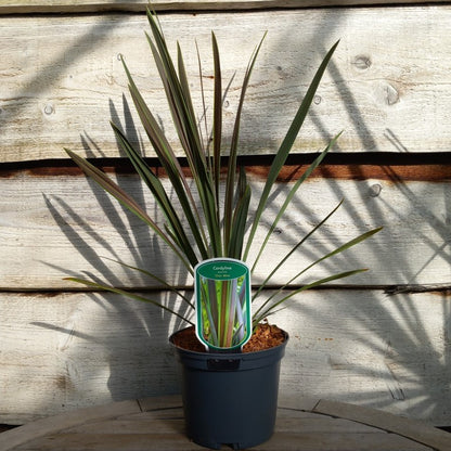 Cordyline australis 'Choc mint'