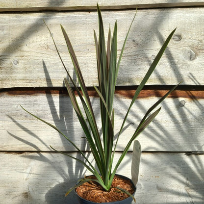 Cordyline australis 'Choc mint'