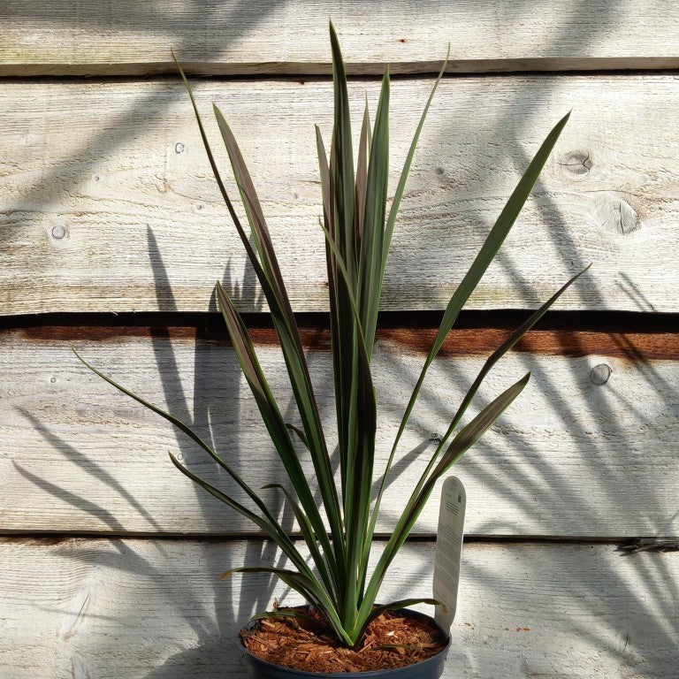 Cordyline australis 'Choc mint'