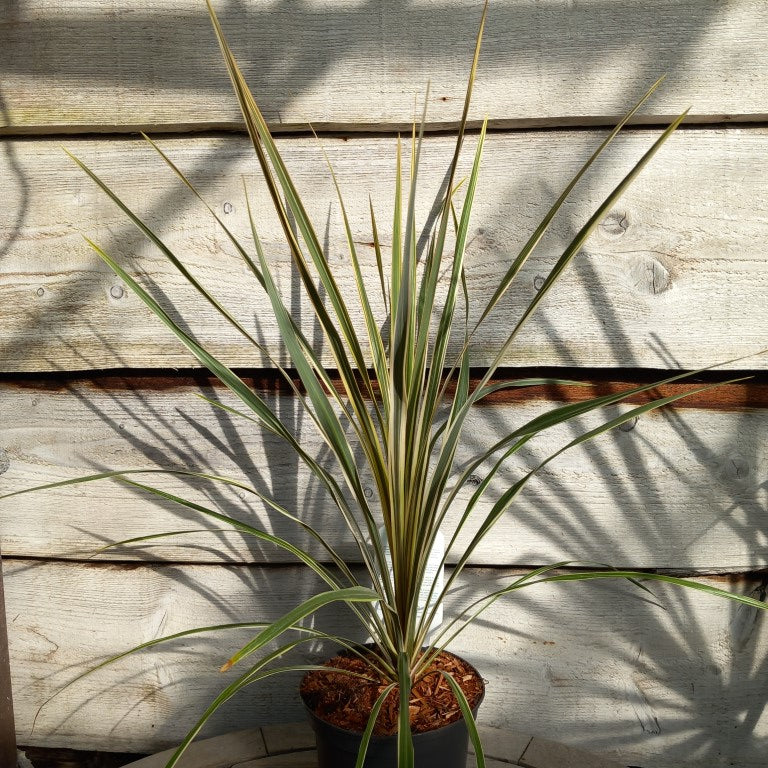 Cordyline australis 'Torbay dazzler'