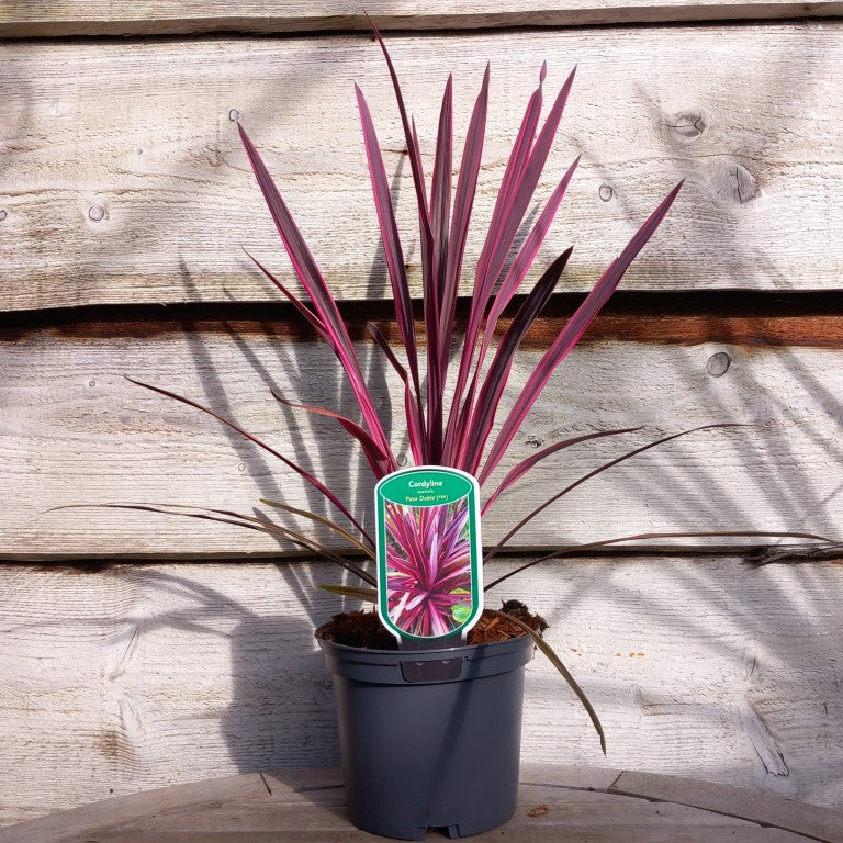 Cordyline australis 'Paso doble'