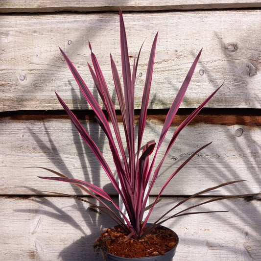 Cordyline australis 'Paso doble'