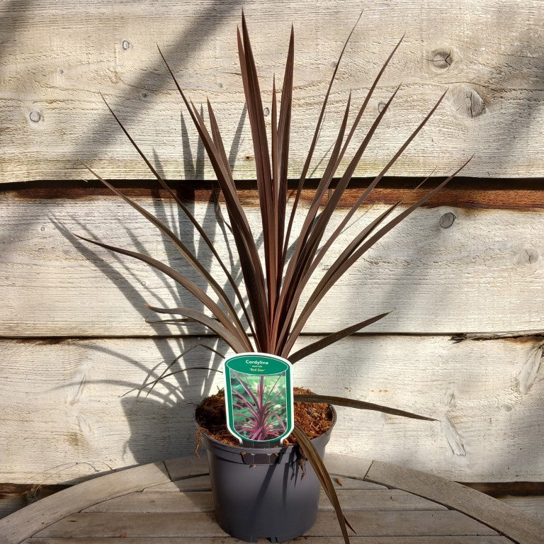 Cordyline australis 'Red star', total 55-60 cm, 2 ltr. pot