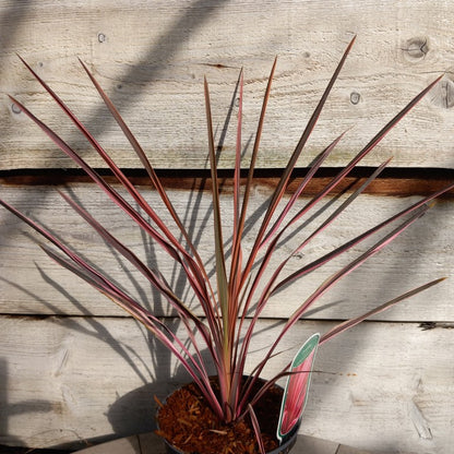 dracaena southern splendour Cordyline australis 'Southern splendour', total 55-60 cm, 2 ltr. pot – Tropical Centre